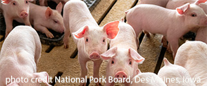 group of pigs, photo credit National Pork Board, Des Moines, Iowa