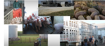 Photo collage of pigs, people, buildings and a truck.