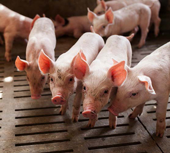 Piglets In Nursery Building.