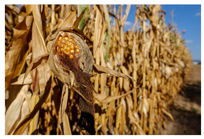 corn plant.