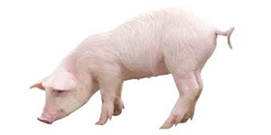 pig