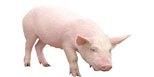 pig