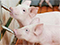 piglets drinking