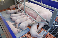 sow and piglets