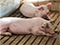 pigs laying down