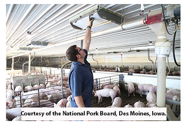 Person checking ventilation in hog barn.