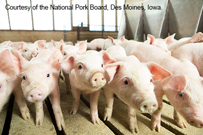 Feeder Pigs. Courtesy of the National Pork Board.