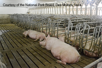 Sows resting on floor in gestation building. Courtesy of National Board.